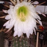 Trichocereus werdermannianus JL (bouture non racinée de 1.20m, envoi séparé en tube PVC, inclus dans manipulation & emballage) (seulement deux plantes disponibles)
